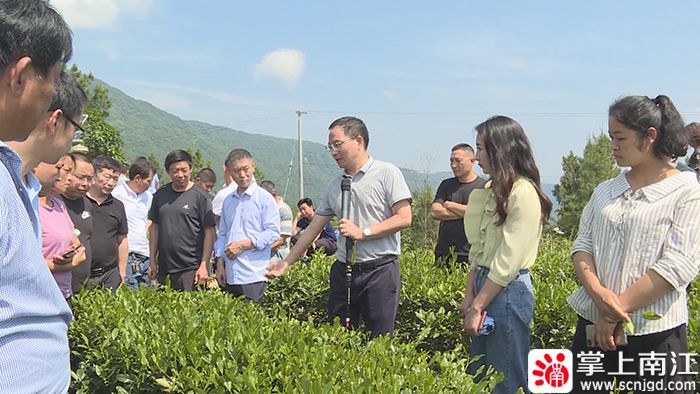 有关于夏秋茶机采 助茶农增收的最新消息(3)