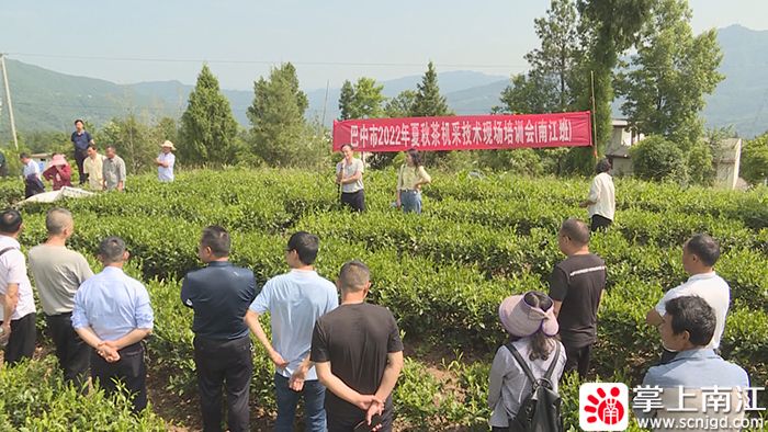 有关于夏秋茶机采 助茶农增收的最新消息(2)