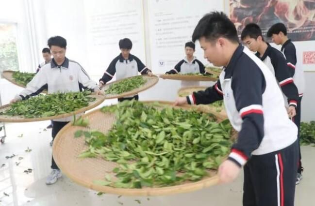 有关于武夷山 手工制茶上课堂 茶乡教育更出彩的相关内容(2)