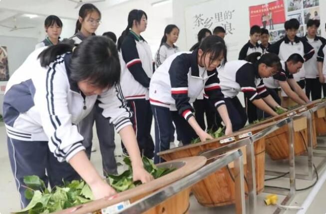 有关于武夷山 手工制茶上课堂 茶乡教育更出彩的相关内容(3)