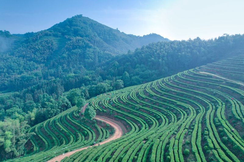 关于消费日报：黑茶飘香 世界共享的资讯