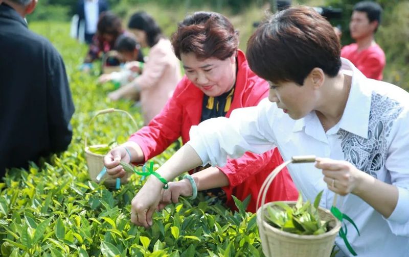 关于消费日报：黑茶飘香 世界共享的资讯(6)