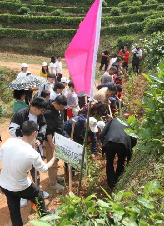 关于消费日报：黑茶飘香 世界共享的资讯(4)