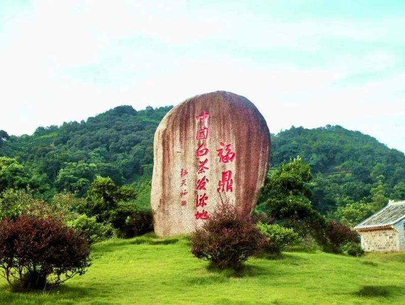 有关于福鼎白茶有了村级诊所的相关信息