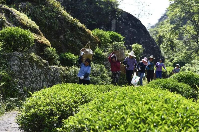 关于一周速读：2022中国茶叶区域公用品牌价值、4月茶叶进出口、中国茶营销的新闻(4)