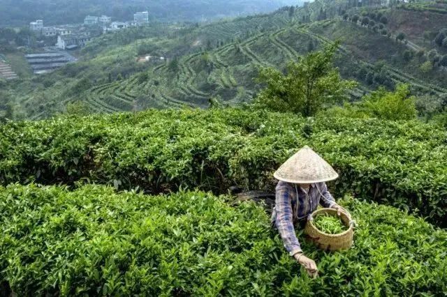 关于一周速读：2022中国茶叶区域公用品牌价值、4月茶叶进出口、中国茶营销的新闻(5)