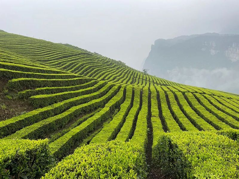 有关于2022全国茶旅精品线路候选线路欣赏：世界硒都古寨茶旅融合精品线路的消息(4)