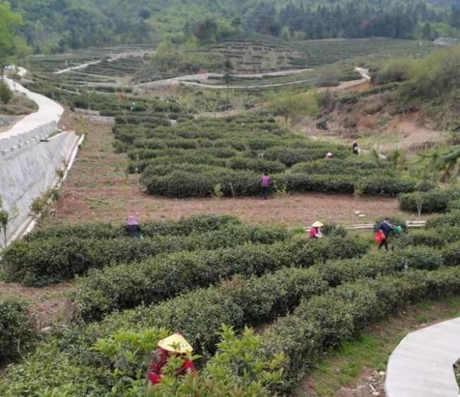 关于安徽岳西:小茶叶成为乡村振兴的大产业的相关信息