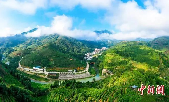 有关于占位引领,这个红茶产区如何做好“领头羊”?的新闻(4)
