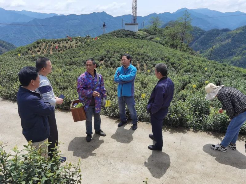 有关于黄山市启动首笔赔付助力茶园绿色防控的相关内容(1)