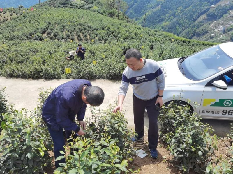 有关于黄山市启动首笔赔付助力茶园绿色防控的相关内容