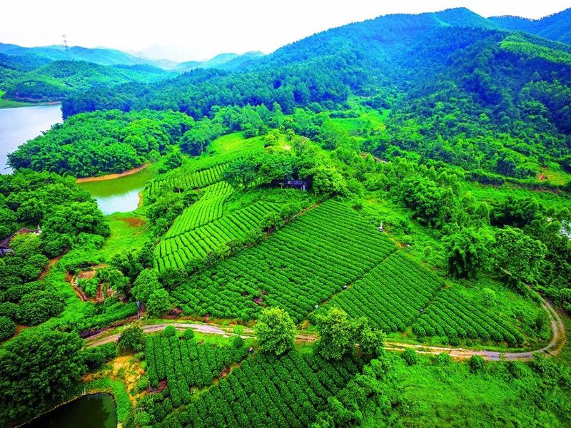 关于我的家乡我代言，广东鹤山邀您品饮鹤山红茶的信息(1)