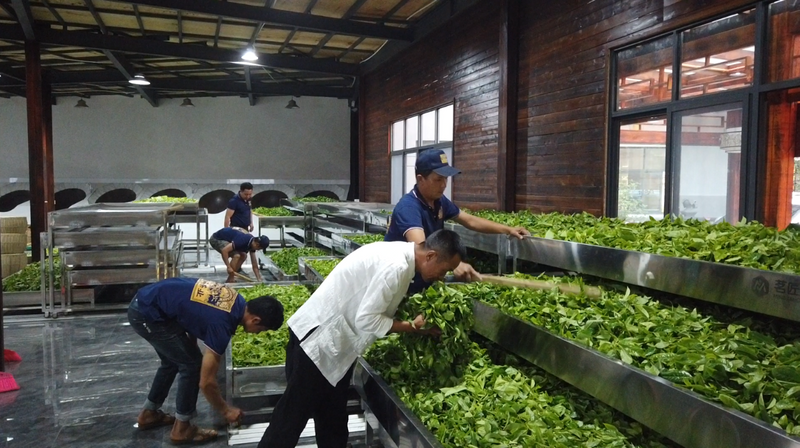 有关于走进20余座村寨,邂逅数十位优秀茶人……寻茶半个月的惊喜全在这!的相关信息(5)