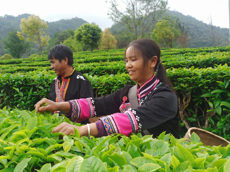 有关于走进20余座村寨,邂逅数十位优秀茶人……寻茶半个月的惊喜全在这!的相关信息(14)