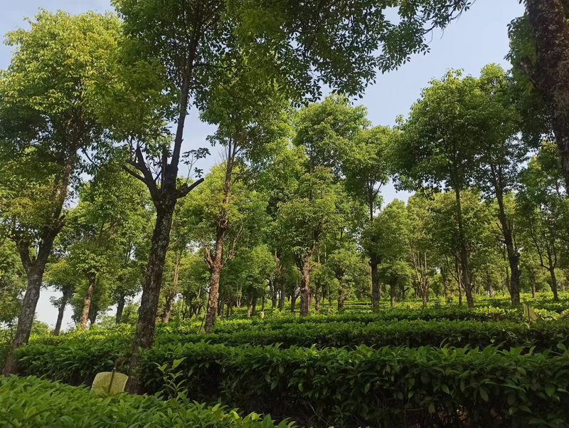 有关于走进20余座村寨,邂逅数十位优秀茶人……寻茶半个月的惊喜全在这!的相关信息(12)
