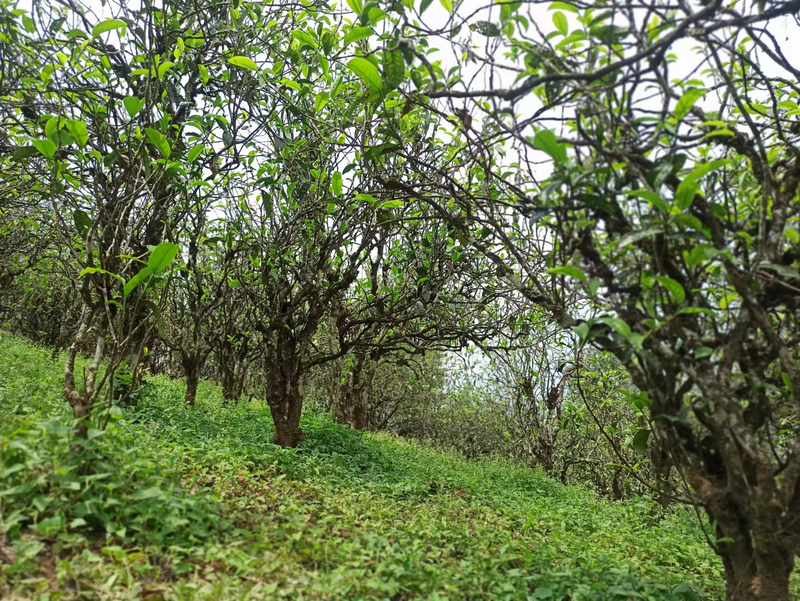 有关于走进20余座村寨,邂逅数十位优秀茶人……寻茶半个月的惊喜全在这!的相关信息(13)
