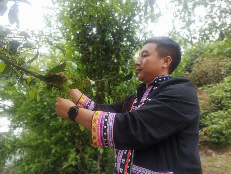 有关于走进20余座村寨,邂逅数十位优秀茶人……寻茶半个月的惊喜全在这!的相关信息(16)
