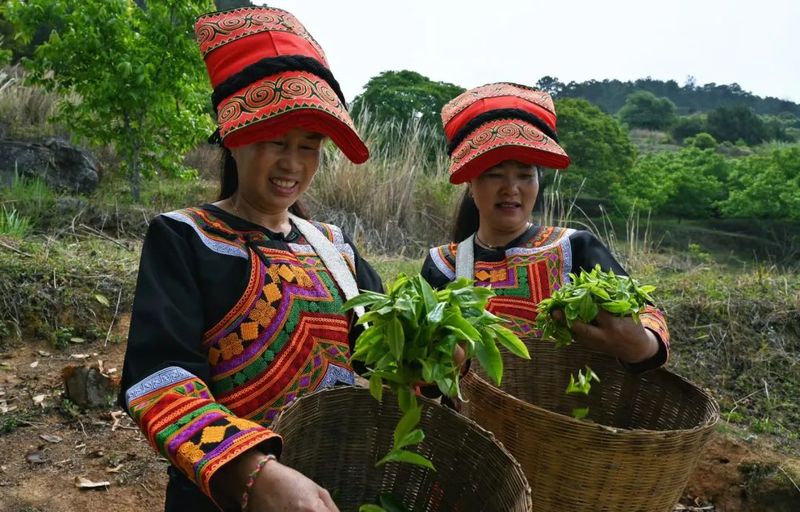 有关于走进20余座村寨,邂逅数十位优秀茶人……寻茶半个月的惊喜全在这!的相关信息(4)