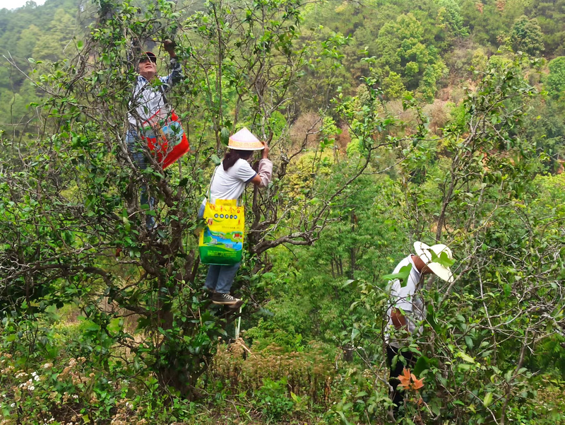 有关于走进20余座村寨,邂逅数十位优秀茶人……寻茶半个月的惊喜全在这!的相关信息(2)