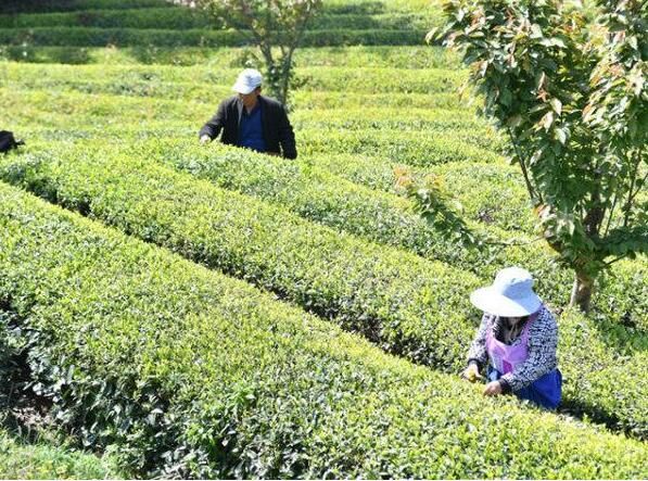 有关于佳茗藏不住 铜仁“一片绿叶”写传奇的相关内容