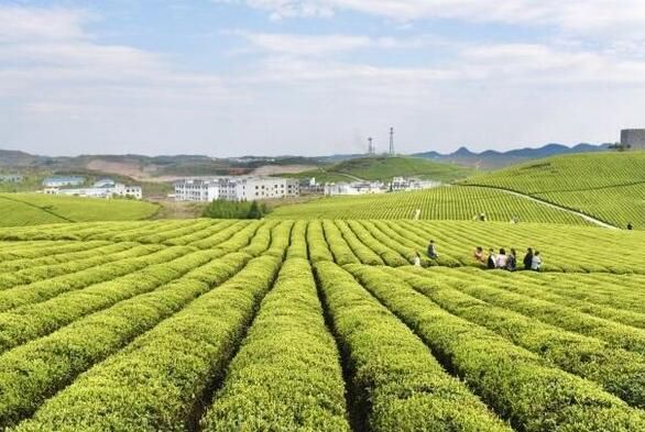 有关于佳茗藏不住 铜仁“一片绿叶”写传奇的相关内容(1)