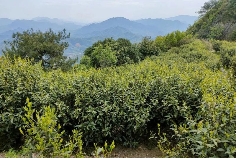 关于用中国文化诠释中国好茶!如何将诗韵词章融入茶杯之中?的内容