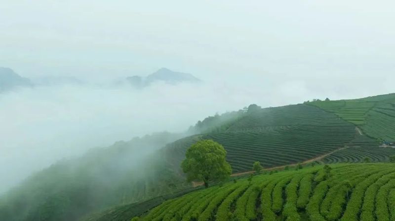 关于福安北门茶园:只此青绿“绘”景明的资讯(1)