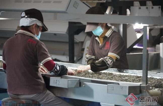 关于跃上千亿产值 “云茶”如何进一步做精做强的相关内容(2)