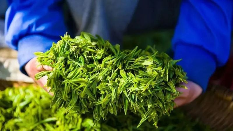 关于全国唯一分会场!5月21日国际茶日,看茶乡平利!的最新消息(18)