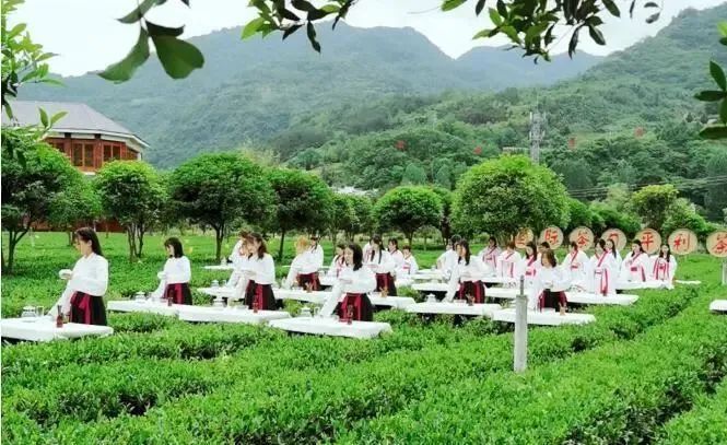 关于全国唯一分会场!5月21日国际茶日,看茶乡平利!的最新消息(4)