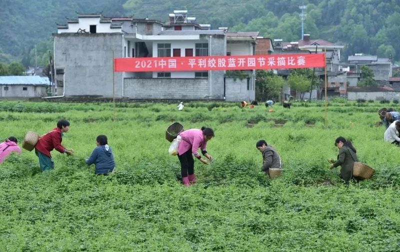 关于全国唯一分会场!5月21日国际茶日,看茶乡平利!的最新消息(13)