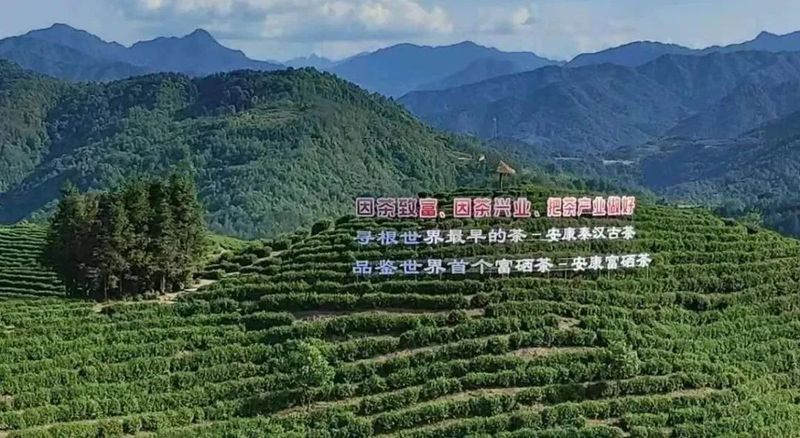 关于全国唯一分会场!5月21日国际茶日,看茶乡平利!的最新消息(10)