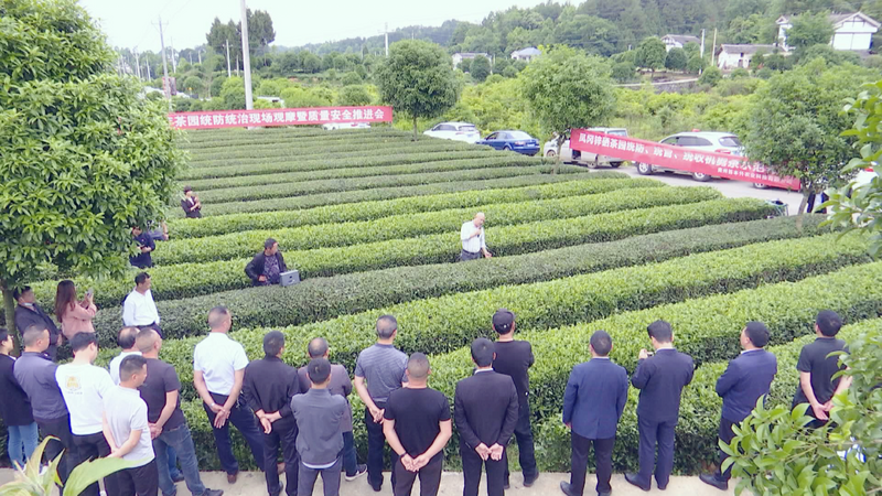 关于凤冈县召开茶叶质量安全(夏防)工作推动会的相关信息(2)