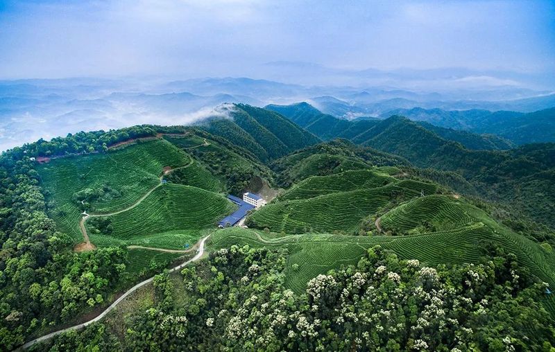 关于2022全国茶旅精品线路候选线路欣赏:蝉茶之乡 甜蜜之旅的资讯