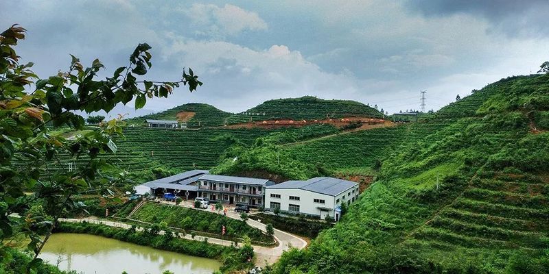 关于2022全国茶旅精品线路候选线路欣赏:蝉茶之乡 甜蜜之旅的资讯(2)