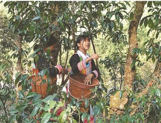 有关于古茶采摘正当时 和风带露茶香浓的资讯