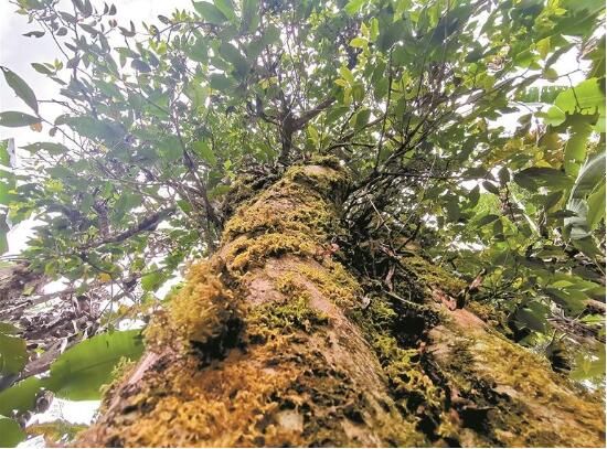 有关于古茶采摘正当时 和风带露茶香浓的资讯(1)