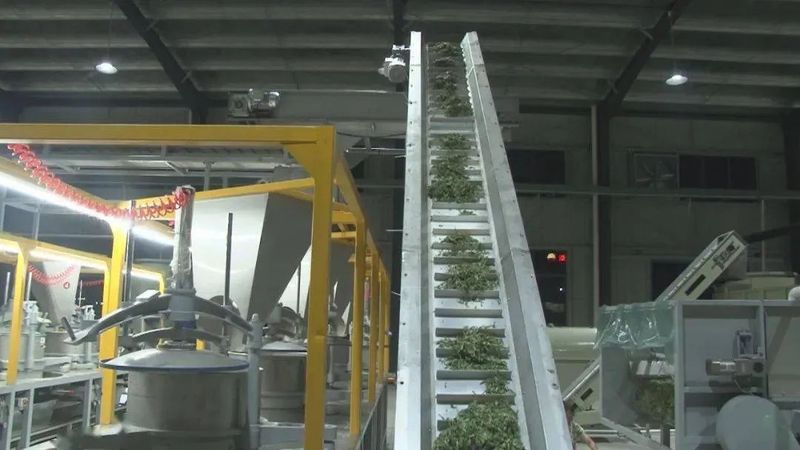 关于探访川红故里 挖掘川红工夫文化 努力推动川红工夫振兴发展的消息(2)