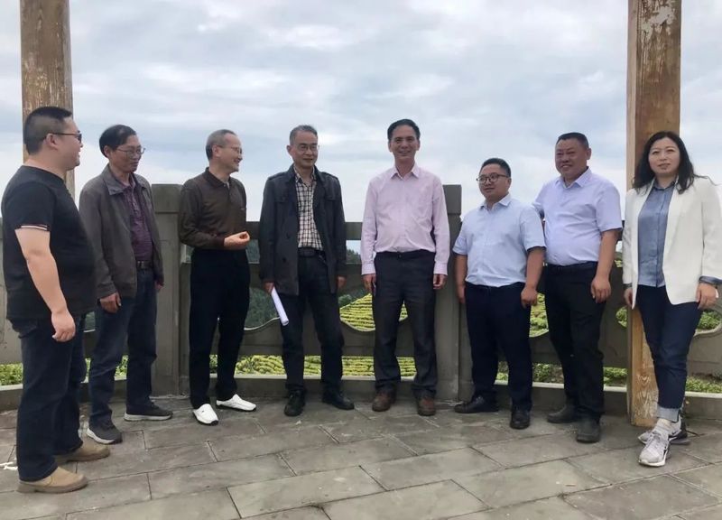 关于探访川红故里 挖掘川红工夫文化 努力推动川红工夫振兴发展的消息(15)