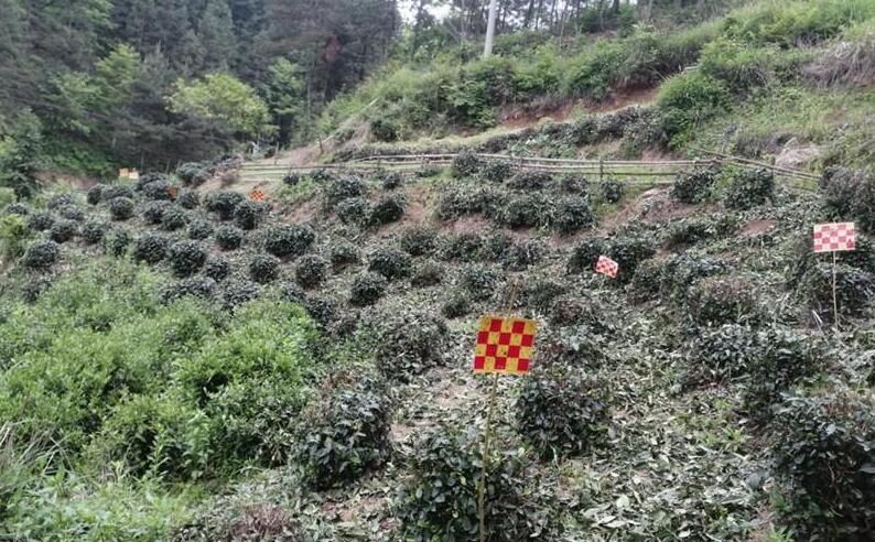 有关于全降解粘虫板助力主簿茶产业高质量发展的消息