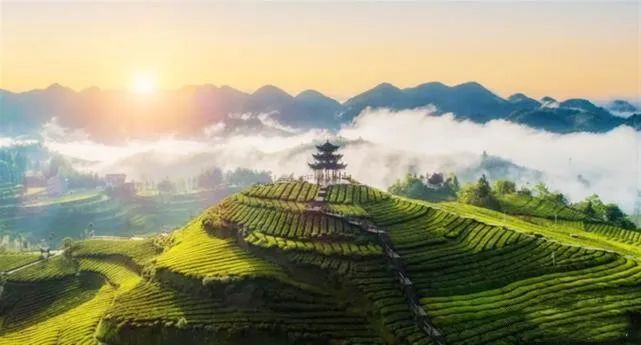 有关于《湖北省促进茶产业发展条例》实施一年，全省茶叶去年出口2.35万吨的新闻