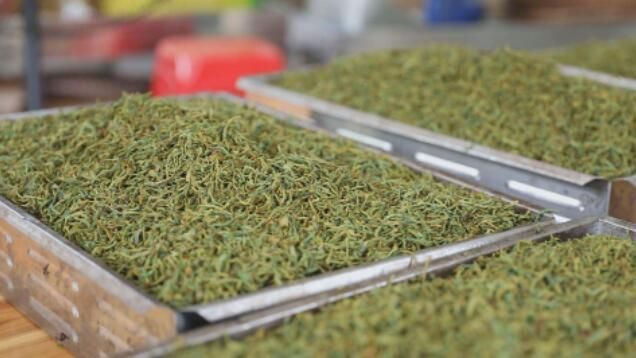 有关于德庆高良镇：发展单枞茶产业助力老区人民致富的新闻(1)