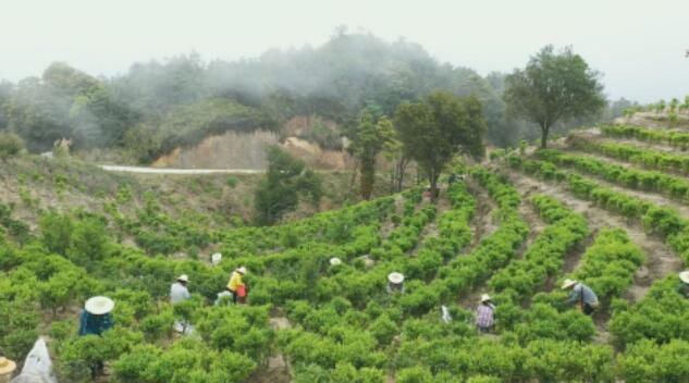 有关于德庆高良镇：发展单枞茶产业助力老区人民致富的新闻