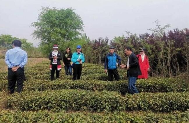 有关于芬芳雪里青茶园的内容(1)