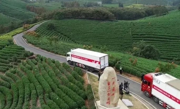 关于安吉白茶的昨天、今天和明天的相关内容