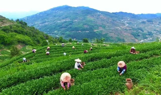 有关于“王”的盛宴！18万“醉西施”茶王品鉴会揭开面纱！的消息(12)