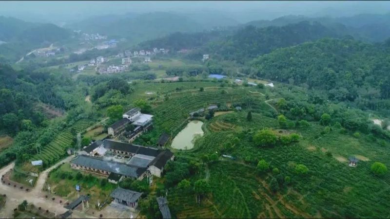 有关于六堡镇:茶旅融合走出乡村振兴新路子的相关内容(12)