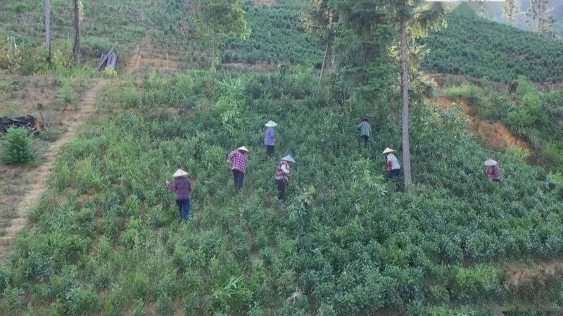 有关于六堡镇:茶旅融合走出乡村振兴新路子的相关内容(8)