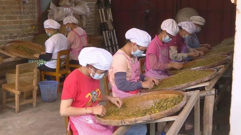 有关于六堡镇:茶旅融合走出乡村振兴新路子的相关内容(6)