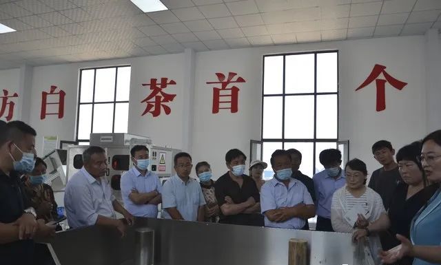 有关于临沂市食协茶产业专业委员会开展沂蒙山白茶生产工艺培训活动的信息(2)